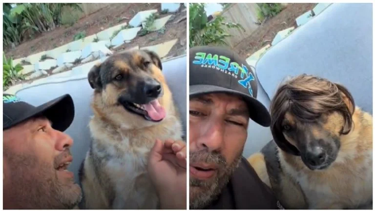 Perrito seviraliza por su reacción cada vez que le ponen una peluca - RR Noticias