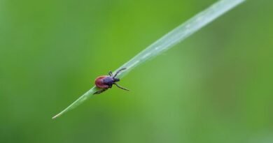 Rickettsia en México: casos aumentan 78% y encienden alertas en el norte del país  - RR Noticias