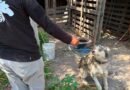 Atiende IMPA reporte por posible maltrato animal en la comunidad de La Providencia*,