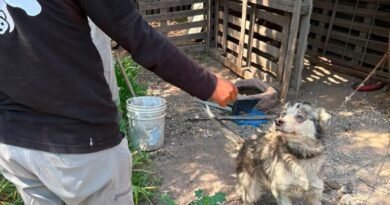 Atiende IMPA reporte por posible maltrato animal en la comunidad de La Providencia*,