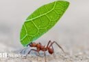 5 formas en las que los insectos toman decisiones y resuelven problemas (y qué podemos aprender de ellos) - BBC News Mundo