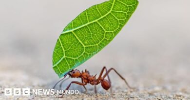 5 formas en las que los insectos toman decisiones y resuelven problemas (y qué podemos aprender de ellos) - BBC News Mundo
