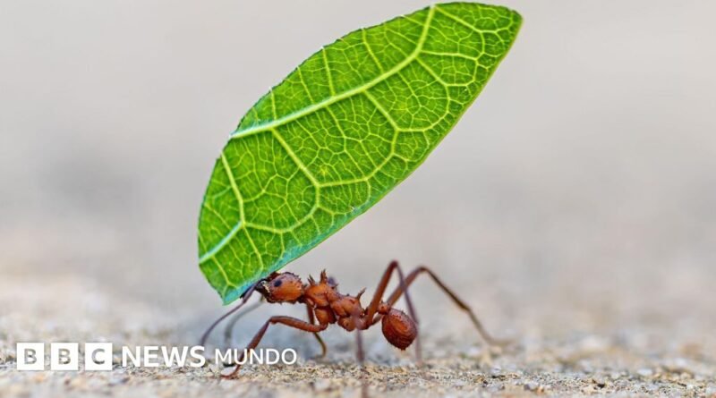 5 formas en las que los insectos toman decisiones y resuelven problemas (y qué podemos aprender de ellos) - BBC News Mundo