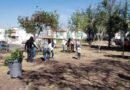 Activistas ambientales denuncian tala de árboles en el 