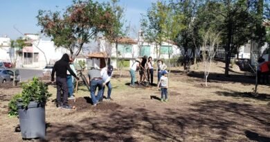Activistas ambientales denuncian tala de árboles en el 