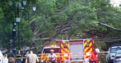 Dan de alta a menor lesionada por caída de árbol en la Alameda - RR Noticias