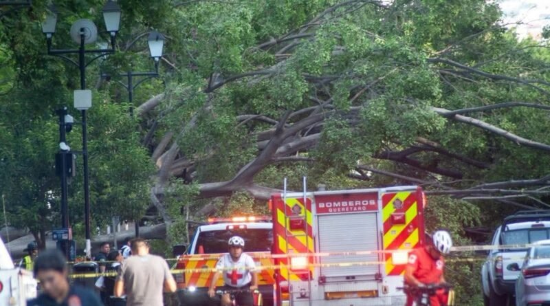Dan de alta a menor lesionada por caída de árbol en la Alameda - RR Noticias