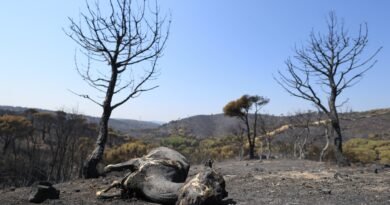 El PP entierra el pacto de Estado pese a que su plan antiincendios coincide en buena parte con el del Gobierno