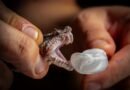El laboratorio mexicano que busca optimizar los antídotos para las mordeduras de serpientes 