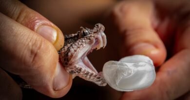 El laboratorio mexicano que busca optimizar los antídotos para las mordeduras de serpientes 