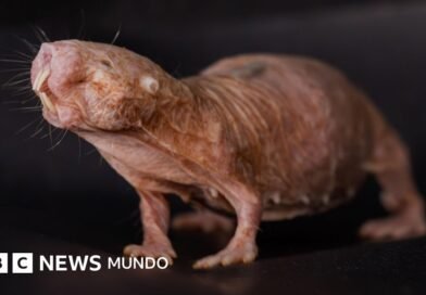 El 
