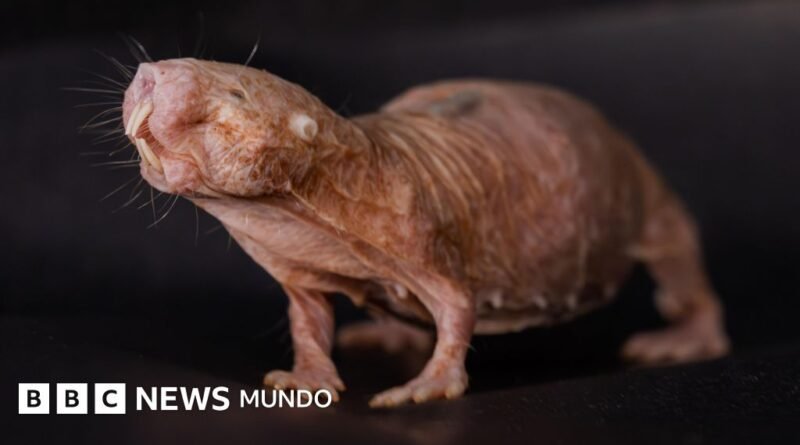 El 