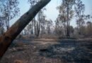 España acumula ya 226.391 hectáreas quemadas por los incendios forestales, un 38% más que en 2025