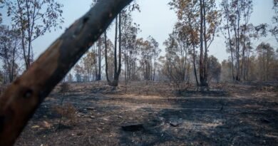 España acumula ya 226.391 hectáreas quemadas por los incendios forestales, un 38% más que en 2025