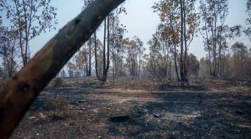 España acumula ya 226.391 hectáreas quemadas por los incendios forestales, un 38% más que en 2025