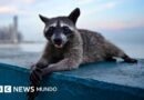 Evolución extrema: los animales que se transforman a gran velocidad para sobrevivir - BBC News Mundo