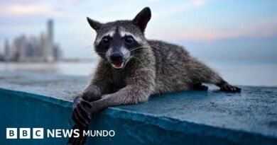 Evolución extrema: los animales que se transforman a gran velocidad para sobrevivir - BBC News Mundo
