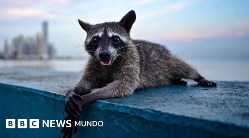 Evolución extrema: los animales que se transforman a gran velocidad para sobrevivir - BBC News Mundo