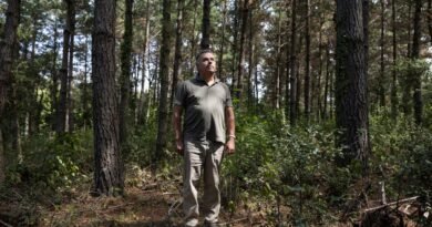 La falta de incentivos para cuidar los montes y prevenir los incendios en España: “Es más rentable no hacer nada”