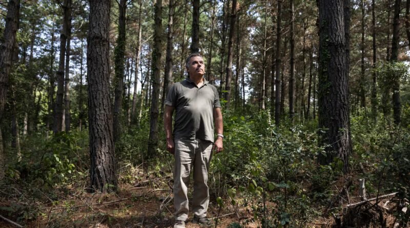 La falta de incentivos para cuidar los montes y prevenir los incendios en España: “Es más rentable no hacer nada”