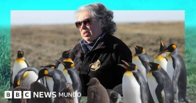 La maestra de preescolar que lo dejó todo y se convirtió en guardiana de 200 pingüinos rey en el sur de Chile - BBC News Mundo