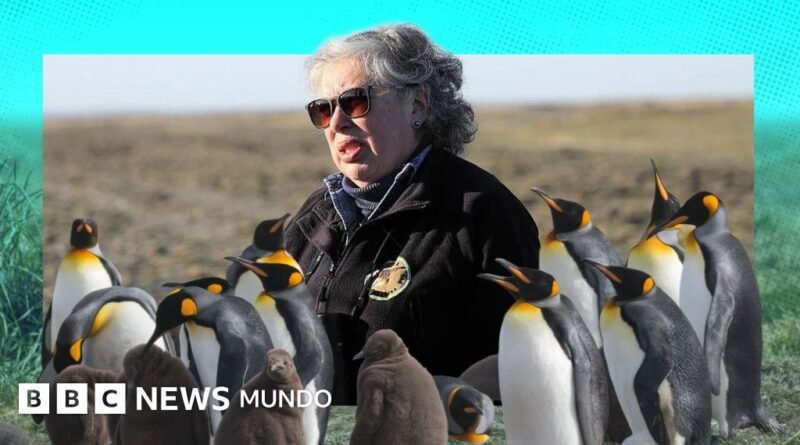 La maestra de preescolar que lo dejó todo y se convirtió en guardiana de 200 pingüinos rey en el sur de Chile - BBC News Mundo