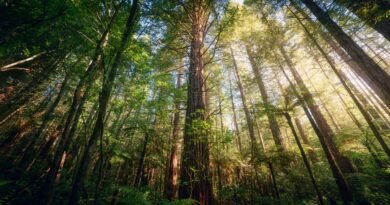 Los bosques templados que desaparecieron en el pasado durante milenios se esfuman ahora con el mismo patrón, pero en décadas
