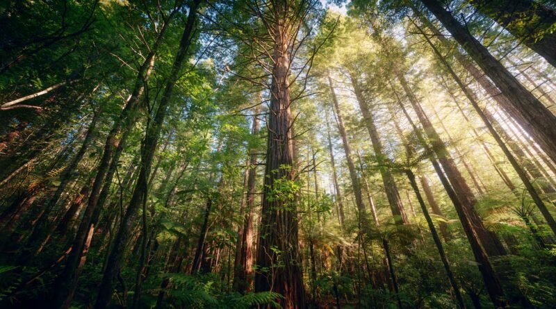 Los bosques templados que desaparecieron en el pasado durante milenios se esfuman ahora con el mismo patrón, pero en décadas