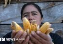 Los graves efectos que los científicos temen en América Latina por el fenómeno del 