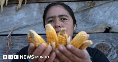 Los graves efectos que los científicos temen en América Latina por el fenómeno del 