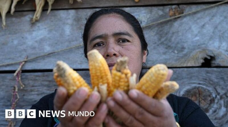 Los graves efectos que los científicos temen en América Latina por el fenómeno del 