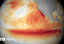 Los océanos del planeta alcanzan la temperatura media más alta jamás registrada mientras El Niño se intensifica - BBC News Mundo