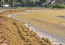 Marea marrón inunda playas y mar de Quintana Roo; invasión récord en el Caribe  - RR Noticias