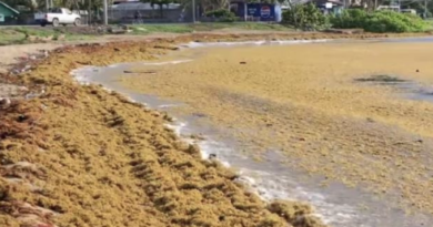 Marea marrón inunda playas y mar de Quintana Roo; invasión récord en el Caribe  - RR Noticias