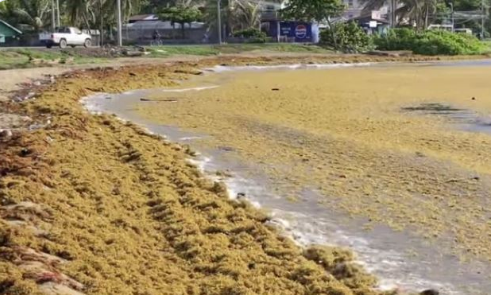 Marea marrón inunda playas y mar de Quintana Roo; invasión récord en el Caribe - RR Noticias