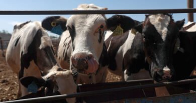 México crea consejo para la erradicación del gusano barrenador - RR Noticias