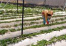 México cuestiona resolución de EE.UU. que señala 'dumping' en exportaciones de fresa - RR Noticias