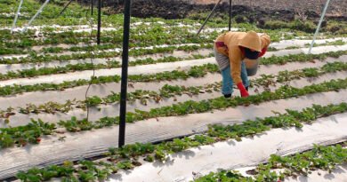 México cuestiona resolución de EE.UU. que señala 'dumping' en exportaciones de fresa - RR Noticias