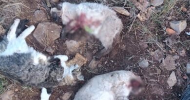 Nueve meses de investigación para resolver el crimen de los cuatro gatos