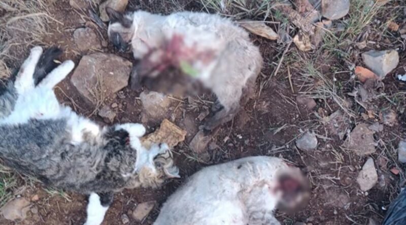Nueve meses de investigación para resolver el crimen de los cuatro gatos