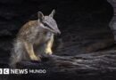 Numbats, los adorables animales que dan esperanza a Australia, el país epicentro de la extinción de mamíferos en el mundo - BBC News Mundo