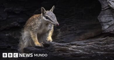 Numbats, los adorables animales que dan esperanza a Australia, el país epicentro de la extinción de mamíferos en el mundo - BBC News Mundo