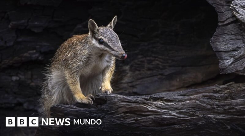 Numbats, los adorables animales que dan esperanza a Australia, el país epicentro de la extinción de mamíferos en el mundo - BBC News Mundo