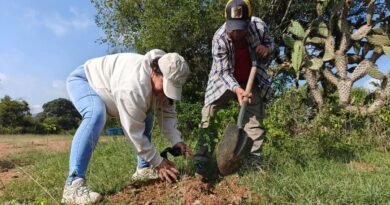 Secretaría de Medioambiente busca alianzas para cumplir metas de reforestación - RR Noticias