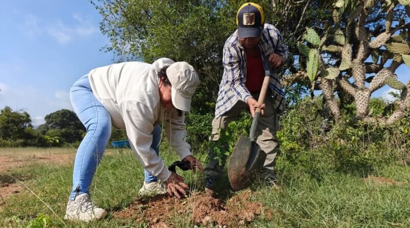 Secretaría de Medioambiente busca alianzas para cumplir metas de reforestación - RR Noticias