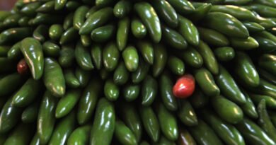 Secretaría de Salud descarta Salmonella Javiana en chiles jalapeños en Nuevo León - RR Noticias