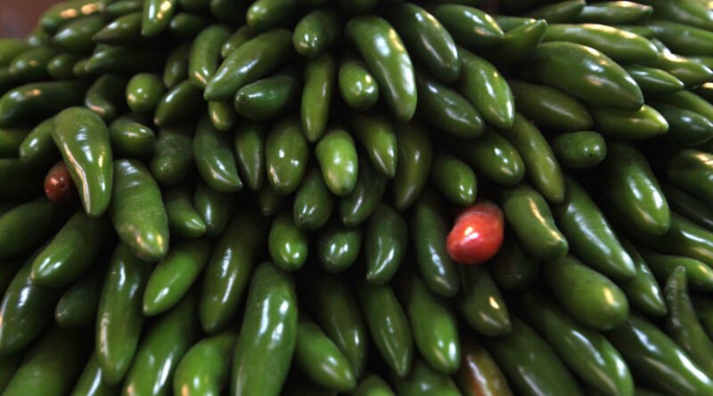Secretaría de Salud descarta Salmonella Javiana en chiles jalapeños en Nuevo León - RR Noticias