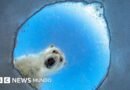 Un oso polar curioso, una ardilla afortunada y otros candidatos al premio al Fotógrafo de Vida Silvestre del Año  - BBC News Mundo
