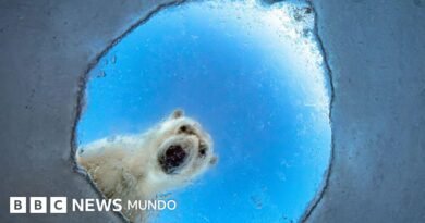 Un oso polar curioso, una ardilla afortunada y otros candidatos al premio al Fotógrafo de Vida Silvestre del Año  - BBC News Mundo