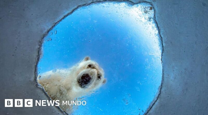 Un oso polar curioso, una ardilla afortunada y otros candidatos al premio al Fotógrafo de Vida Silvestre del Año  - BBC News Mundo